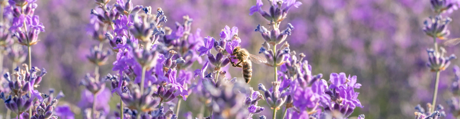蜜源(花)で選ぶ