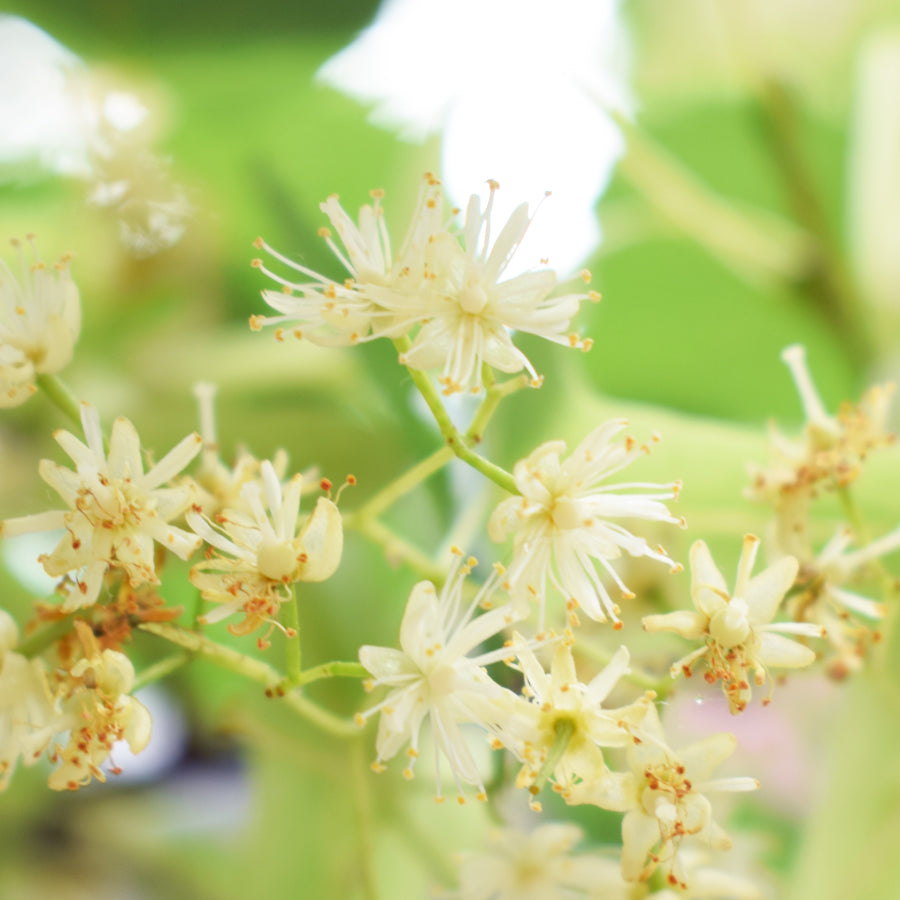 はちみつ イタリア リンデン(菩提樹) TIGLIO 125g