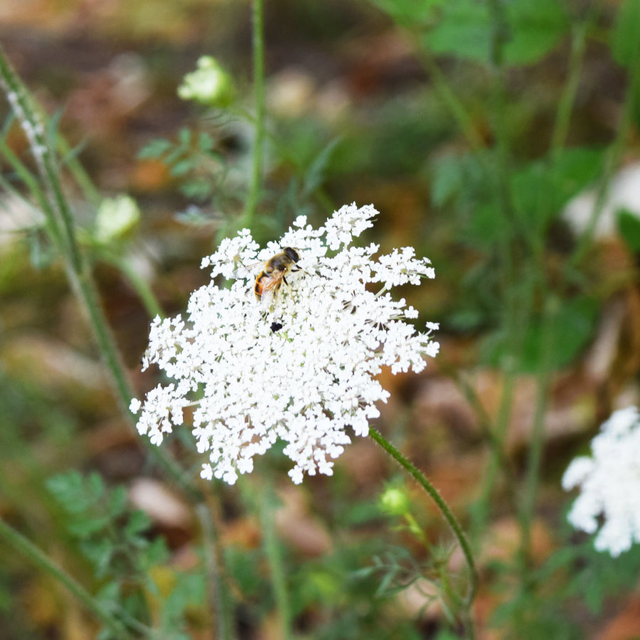 はちみつ シチリア島 野生にんじん CAROTA SELVATICA 125g