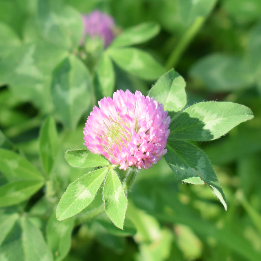 Italian Clover Honey TRIFOGLIO 125g