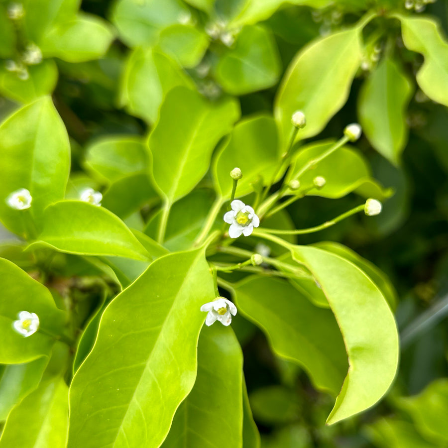 はちみつ 和歌山 冬青(そよご) 250g
