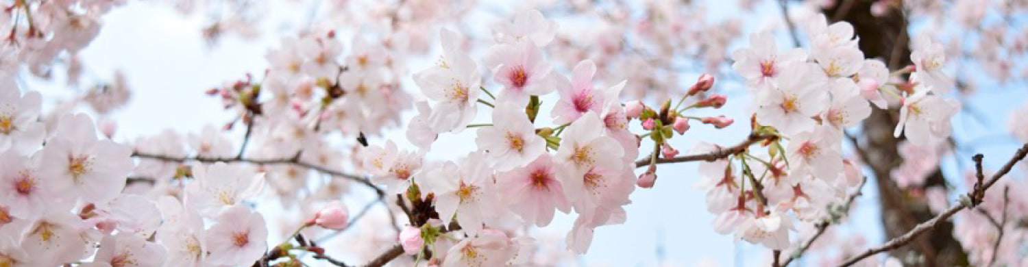 百花蜜