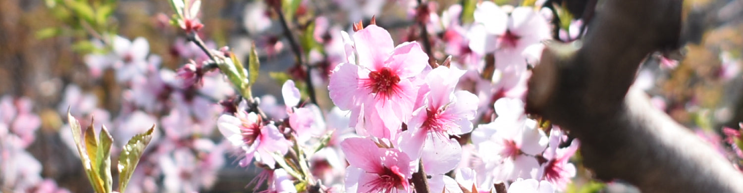 ナッツの花
