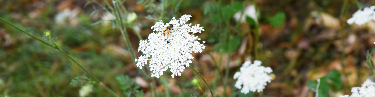 野菜の花