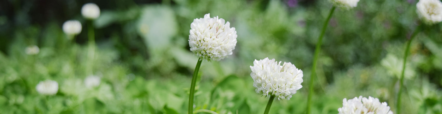 草花