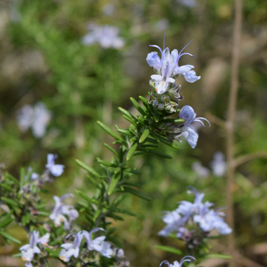 はちみつ フランス ローズマリー ROMARIN 125g – L'ABEILLE ONLINE SHOP