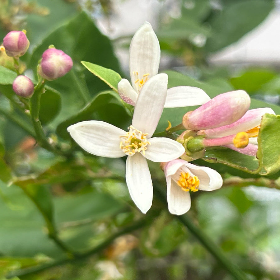 はちみつ スペイン レモン LIMONERO 125g – L'ABEILLE ONLINE SHOP