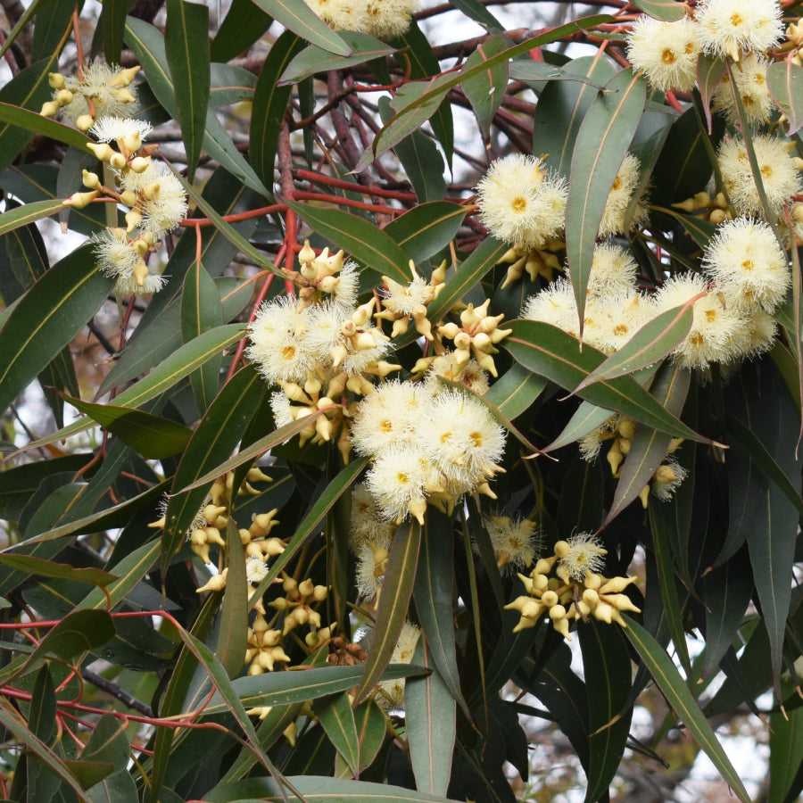 Honey Spain Eucalyptus EUCALIPTO 250g