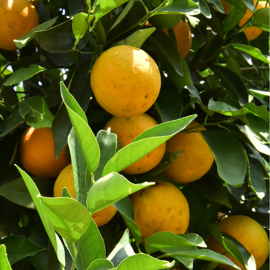 【WEB本店限定】はちみつ スペイン マンダリンオレンジMANDARINO 125g