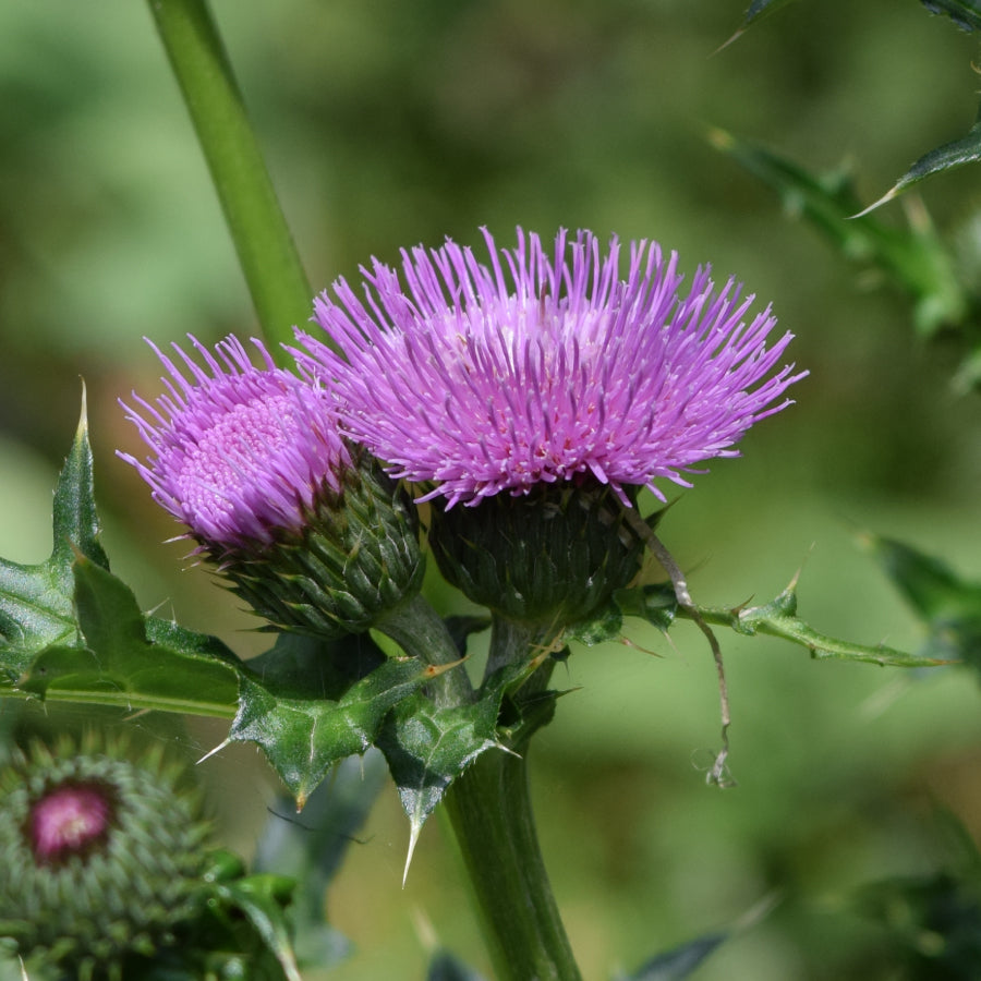 Italian Thistle Honey CARDO 125g