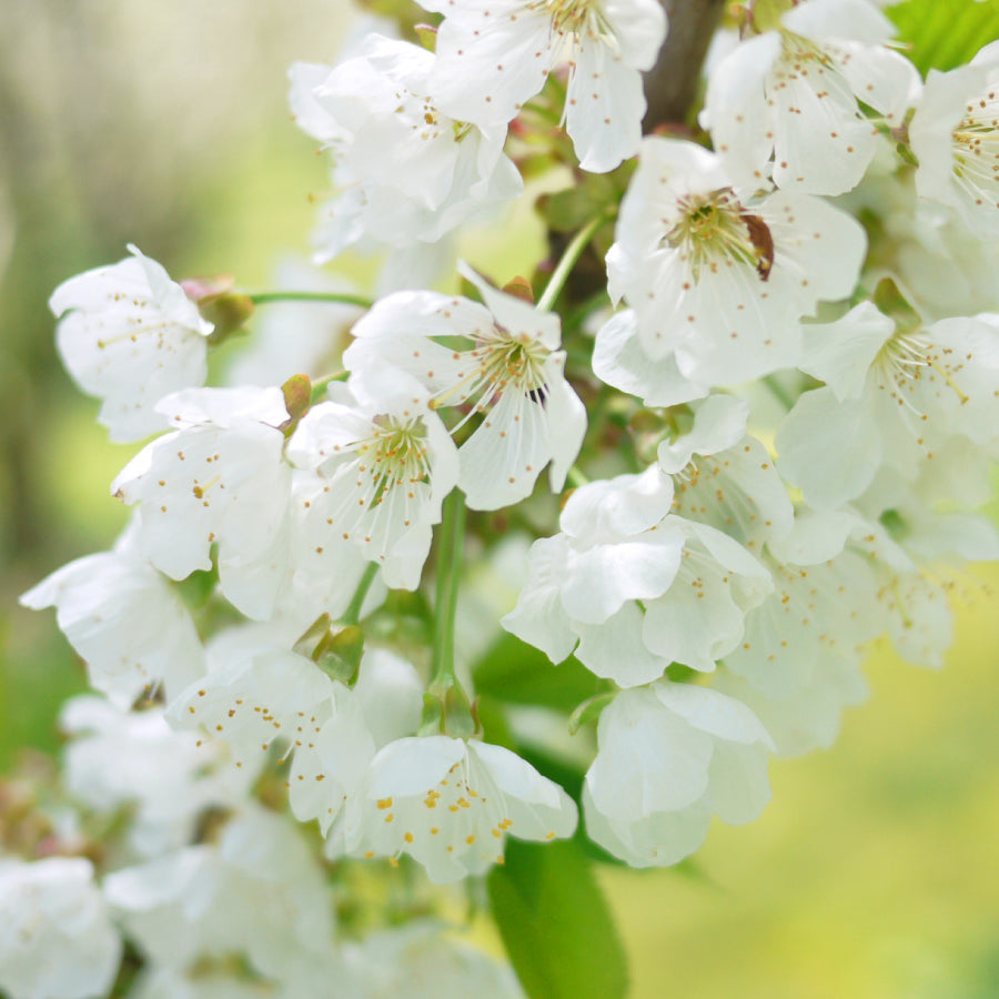 はちみつ イタリア さくらんぼ CILIEGIO 125g