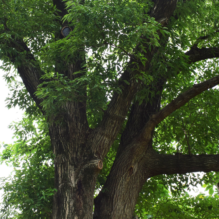 はちみつ イタリア 甘露蜜 MELATA 125g