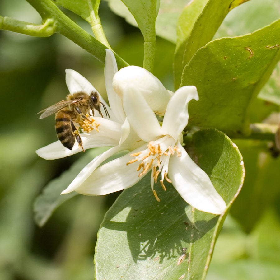 WEB数量限定】はちみつ シチリア島 シチリアレモン LIMONE 125g – L