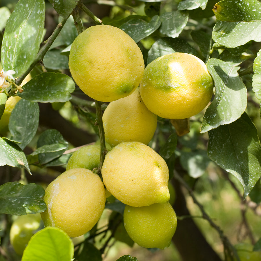 WEB数量限定】はちみつ シチリア島 シチリアレモン LIMONE 125g – L