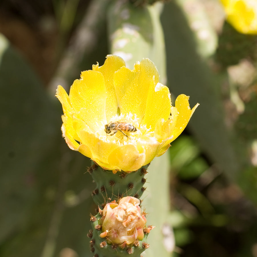 はちみつ シチリア島 サボテン FICO D’INDIA　125ｇ