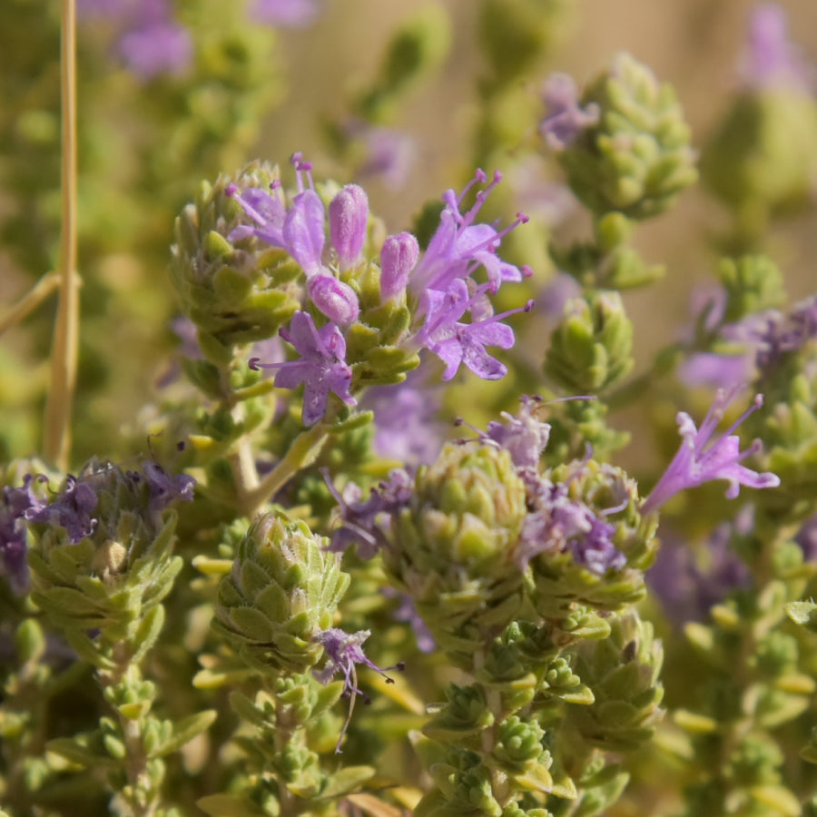 はちみつ シチリア島 タイム TIMO 125g – L'ABEILLE ONLINE SHOP