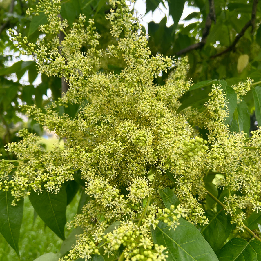 はちみつ シチリア島 アイラント AILANTO 125g – L'ABEILLE ONLINE SHOP