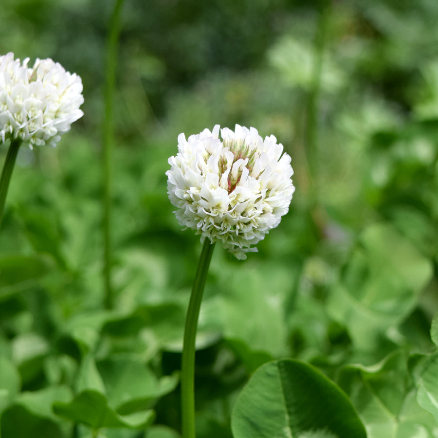 はちみつ ニュージーランド ホワイトクローバー WHITE CLOVER 125g – L