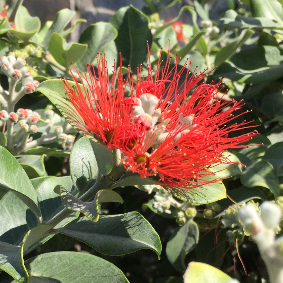はちみつ ニュージーランド ポフツカワ POHUTUKAWA 125g