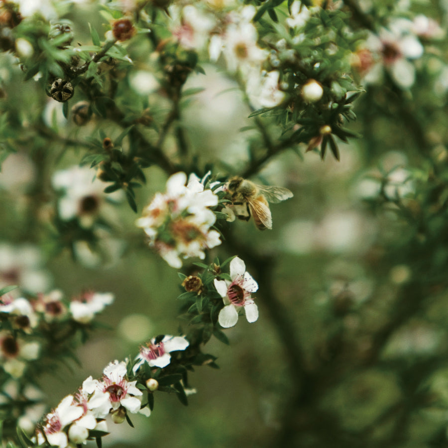ニュージーランド マルチフローラルマヌカ MULTIFLORAL MANUKA （チューブ）250g（チューブ）