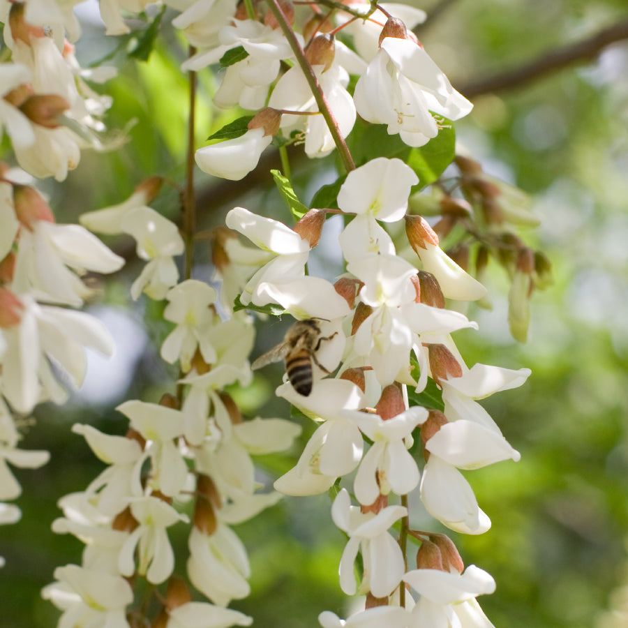 はちみつ ハンガリー アカシア ACACIA 250g – L'ABEILLE ONLINE SHOP