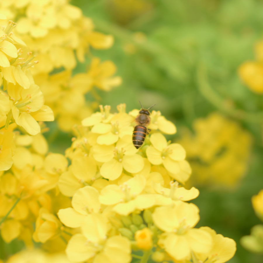 はちみつ ハンガリー 菜の花 CANOLA 250g – L'ABEILLE ONLINE SHOP