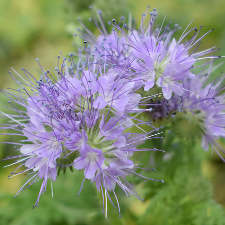 はちみつ ハンガリー ファセリア PHACELIA 125g – L'ABEILLE ONLINE SHOP
