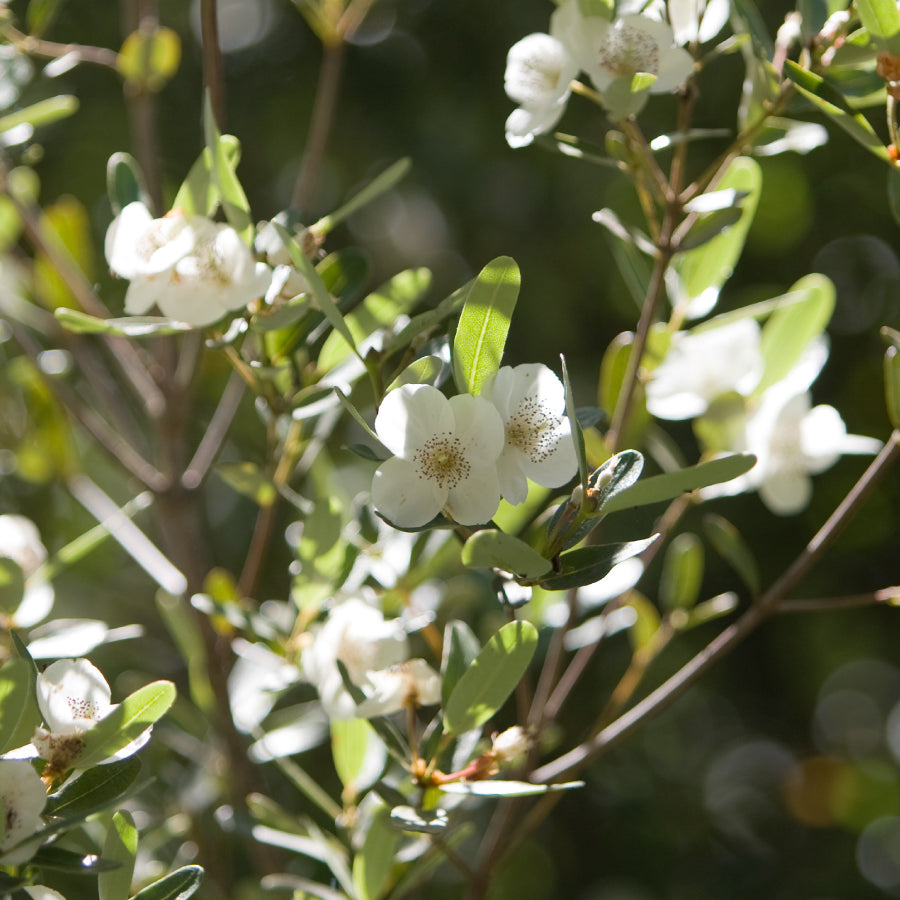 はちみつ タスマニア島 レザーウッド LEATHERWOOD 125g – L'ABEILLE