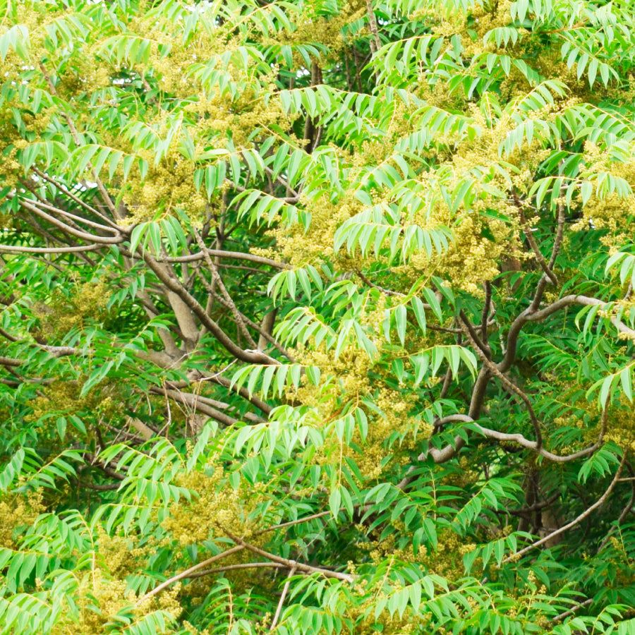 はちみつ 和歌山 はぜの木 125g – L'ABEILLE ONLINE SHOP