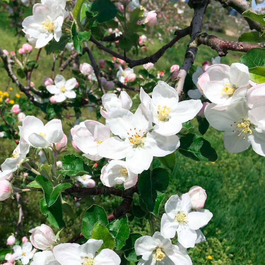 はちみつ 青森 りんご 125g – L'ABEILLE ONLINE SHOP