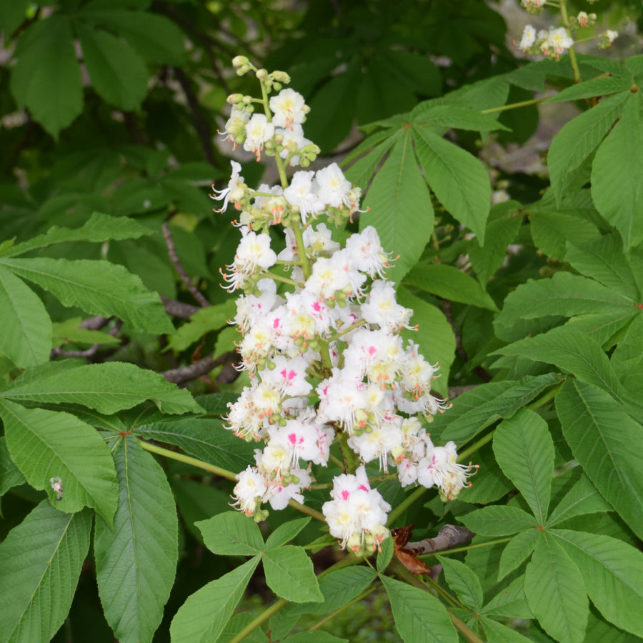 はちみつ 青森 とちの木 125g – L'ABEILLE ONLINE SHOP