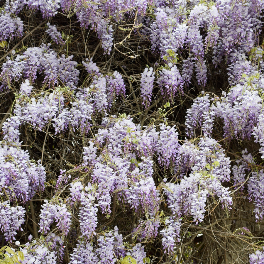 Gunma Wisteria 250g
