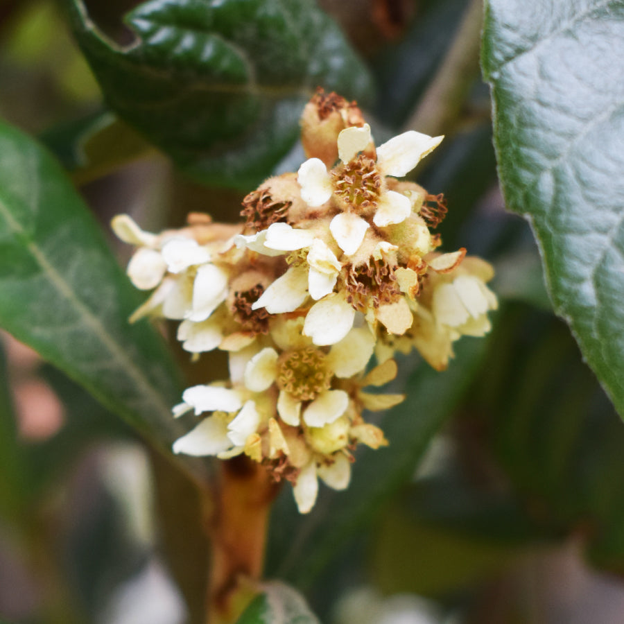 はちみつ 香川 びわ(吉田氏) 125g – L'ABEILLE ONLINE SHOP
