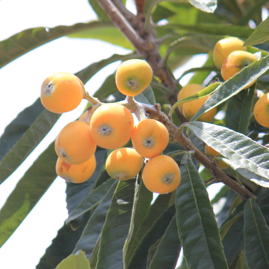 はちみつ 香川 びわ(吉田氏) 125g – L'ABEILLE ONLINE SHOP