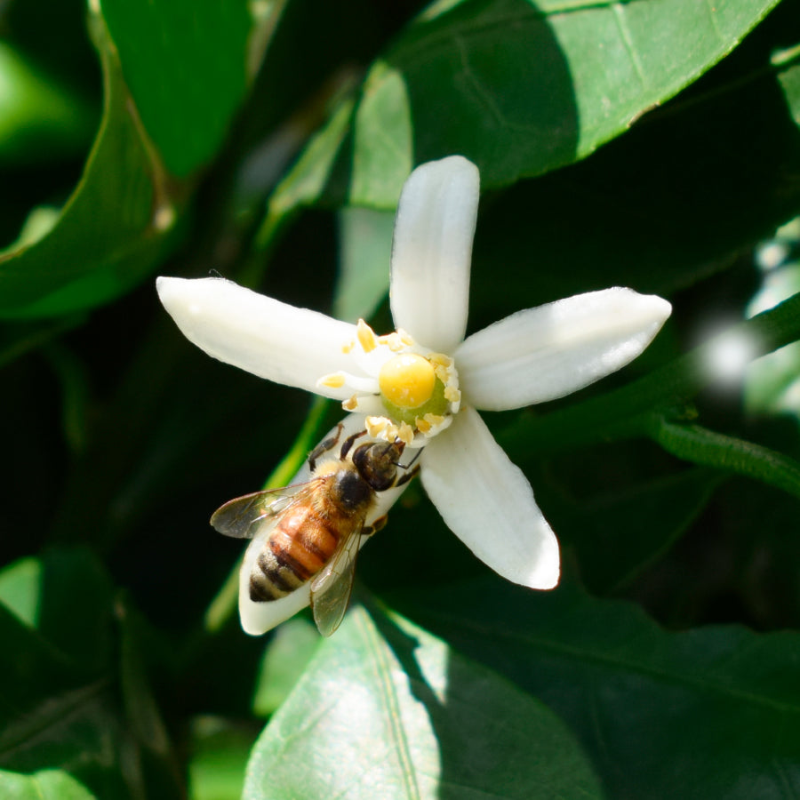 はちみつ 香川 曽保みかん 250g – L'ABEILLE ONLINE SHOP