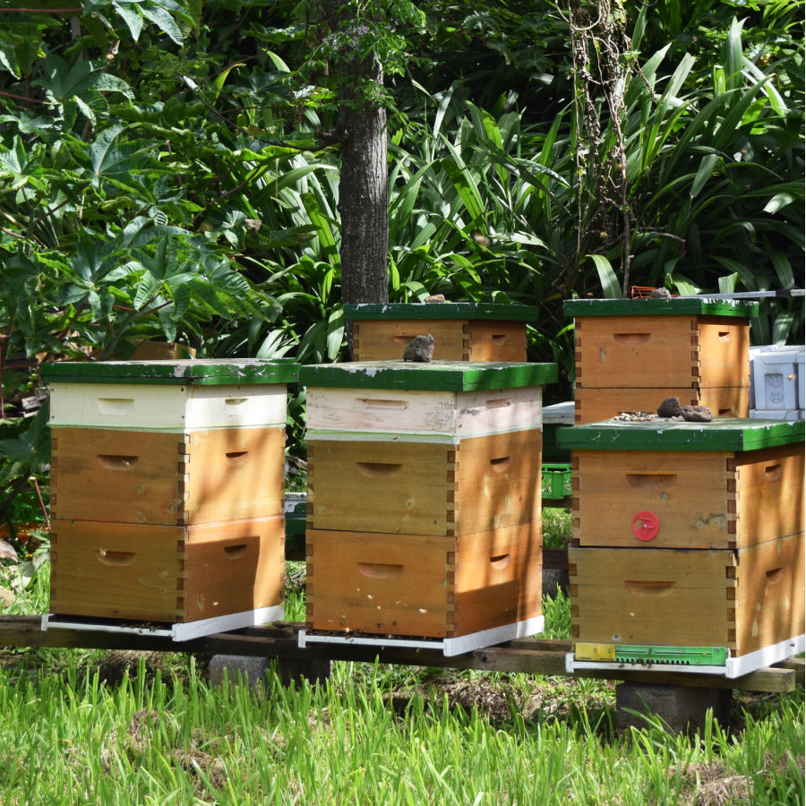 プレミアムはちみつ イースター島の花々 – L'ABEILLE ONLINE SHOP