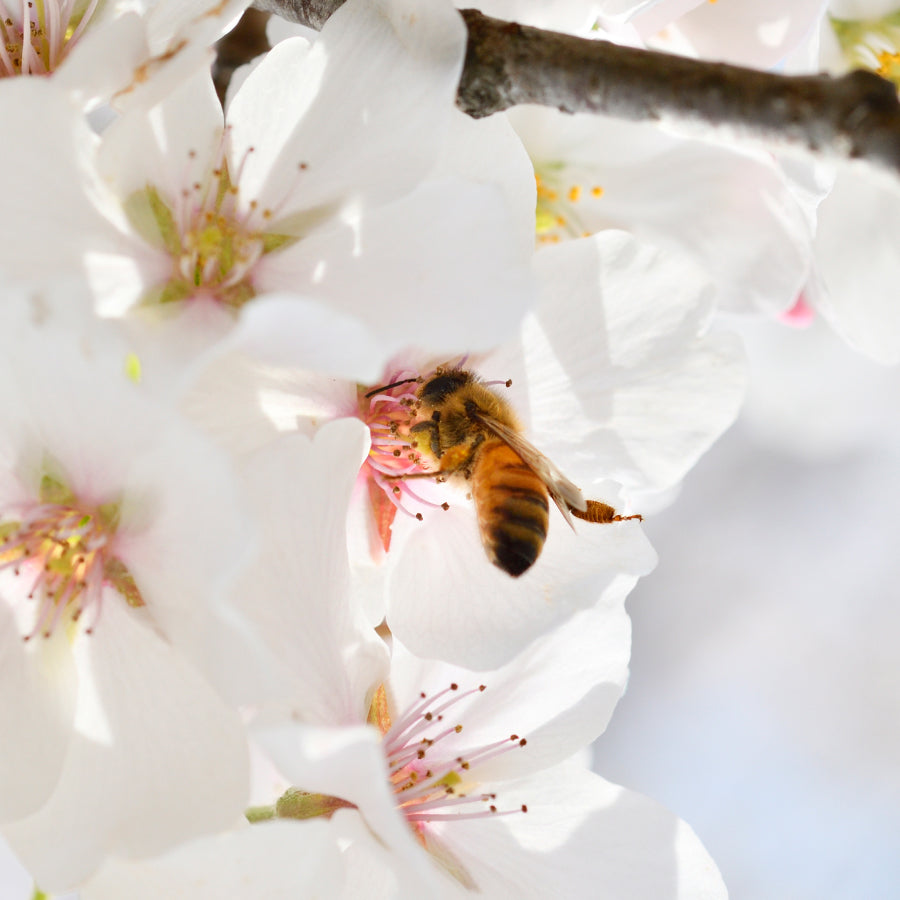 送料＆クール便手数料込】はちみつ 桜 PREMIUM 2025 350g（海外配送
