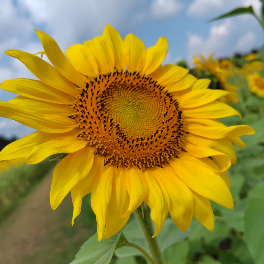 はちみつ フランス ひまわり TOURNESOL 125g – L'ABEILLE ONLINE SHOP