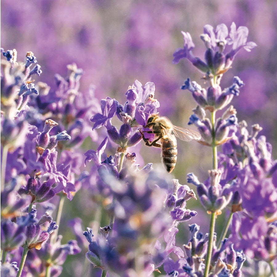 はちみつ ブルガリア ラベンダー LAVENDER 500g – L'ABEILLE ONLINE SHOP